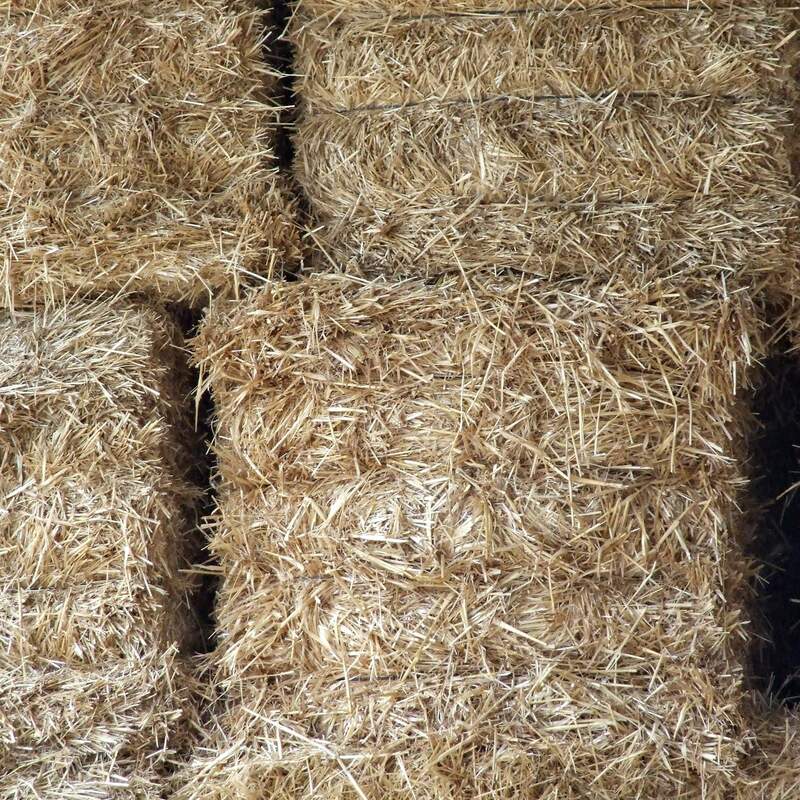 Alfalfa, Small Square