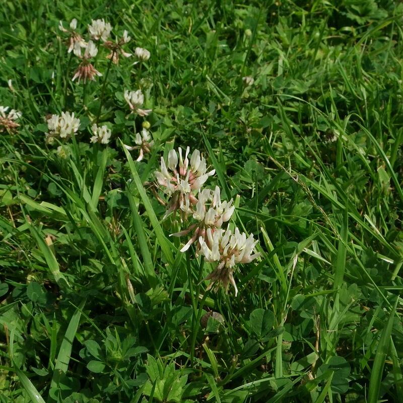 Food Plot Clover