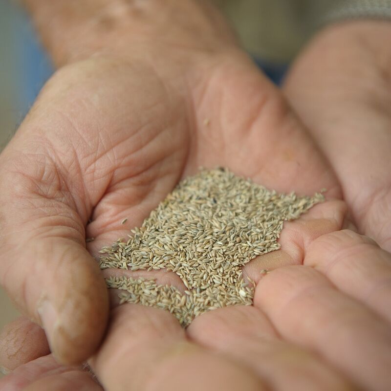 Pasture Mix
