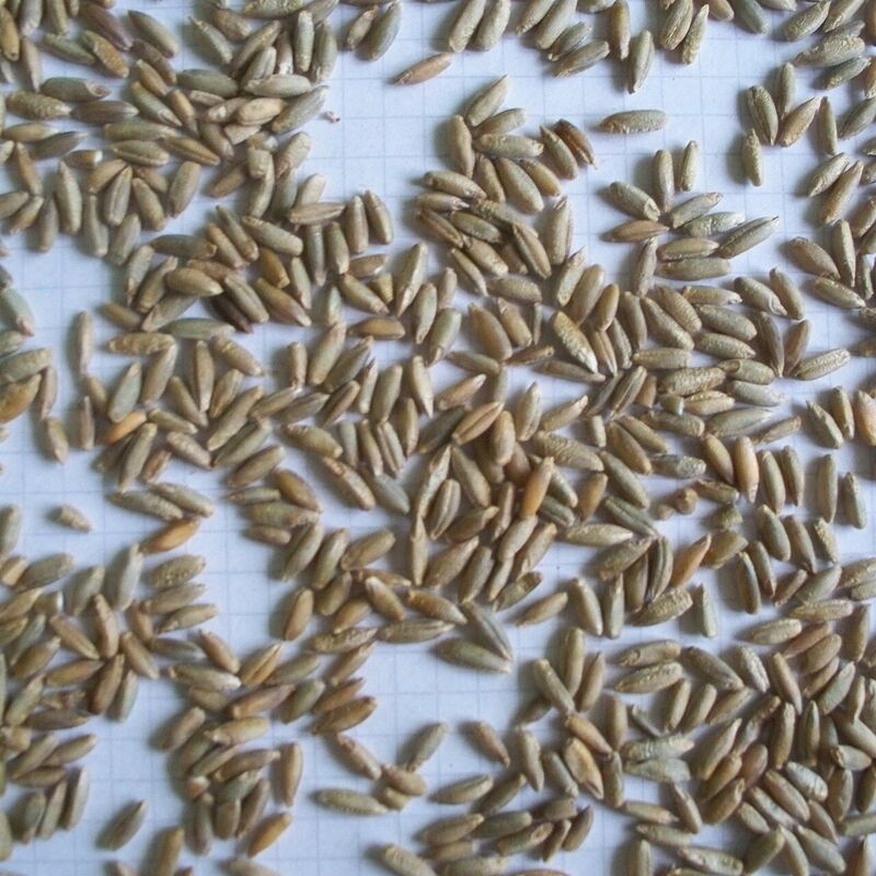 Winter Rye